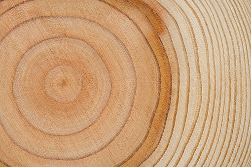 Close-up shot of tree rings texture background.