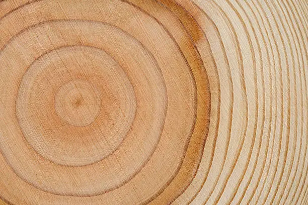 Close-up shot of tree rings texture background.