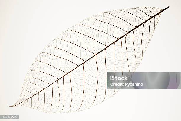 Isolierte Schuss Von Perfekte Blatt Adern Auf Weißem Hintergrund Stockfoto und mehr Bilder von Blatt - Pflanzenbestandteile