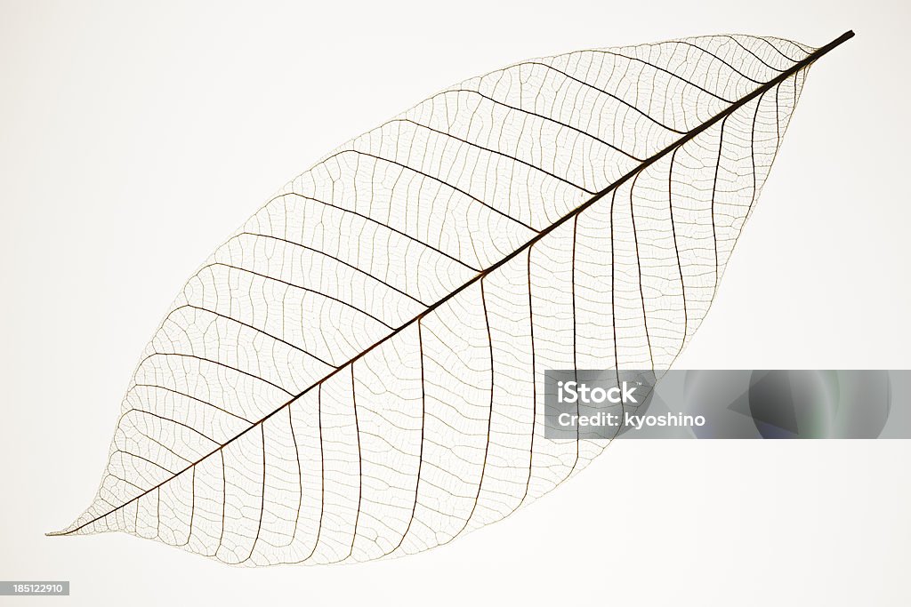 Puste zdjęcie idealne żył liści na białym tle - Zbiór zdjęć royalty-free (Liść)