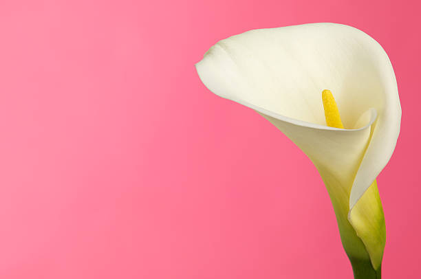 istock Calla Lily Flower with Pink Background and Copy Space 185123085