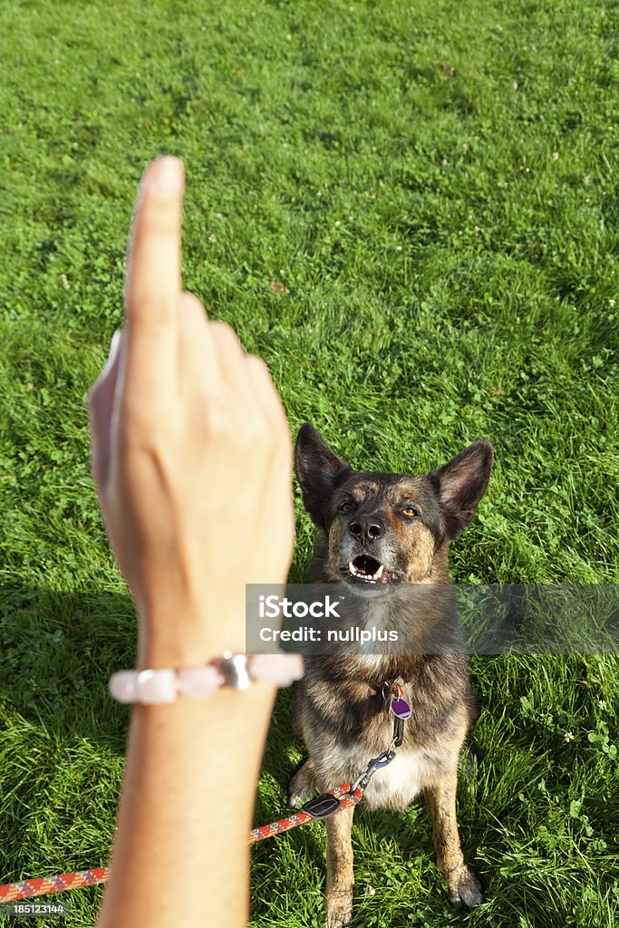 Frau mit Ihrem Hund im park - Lizenzfrei Bildung Stock-Foto