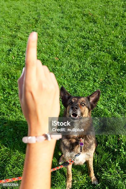 Mujer Con Su Perro En El Parque Foto de stock y más banco de imágenes de Educación - Educación, Perro, 20 a 29 años