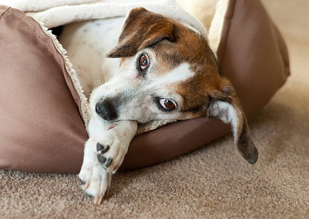 the dog lies in his dog bed
