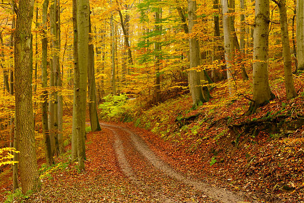 chemin de randonnée à travers forêt arbre en automne mixte - beech tree wilderness area forest log photos et images de collection