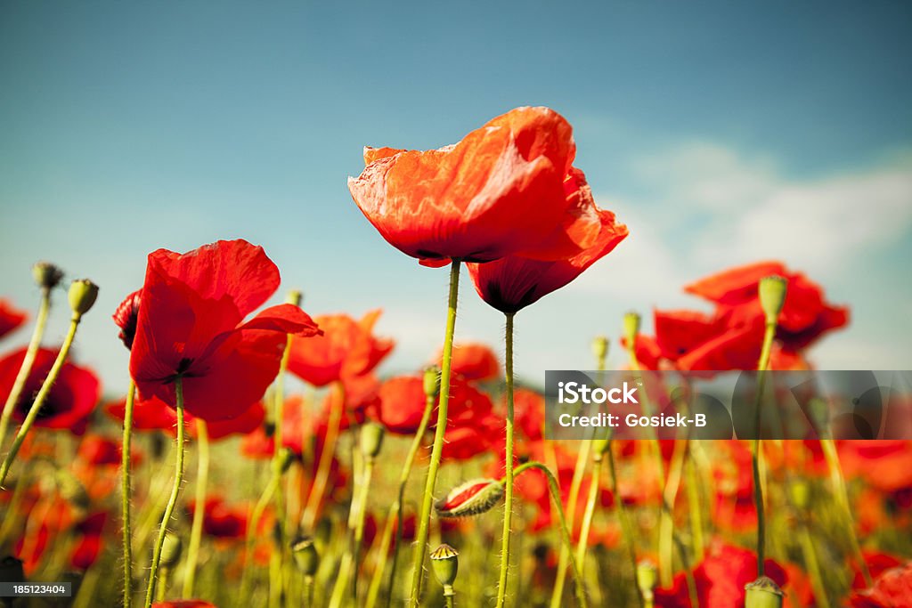 poppies  - Lizenzfrei Agrarbetrieb Stock-Foto