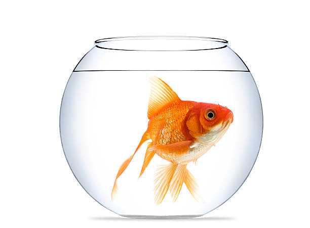 goldfish in aquarium - vissenkom fotos stockfoto's en -beelden