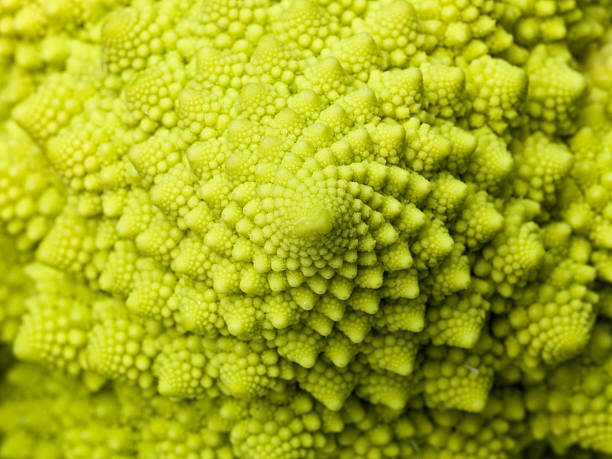 perfection in nature, abstract romanesco cauliflower detail "organic romanesco cauliflower, beautiful background" fractal plant cabbage textured stock pictures, royalty-free photos & images