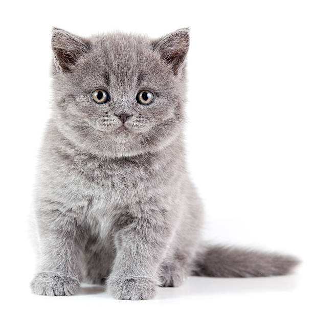 istock British Shorthair Kitten 185124188