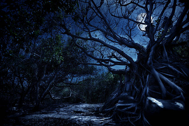 mystery night - moon forest bildbanksfoton och bilder