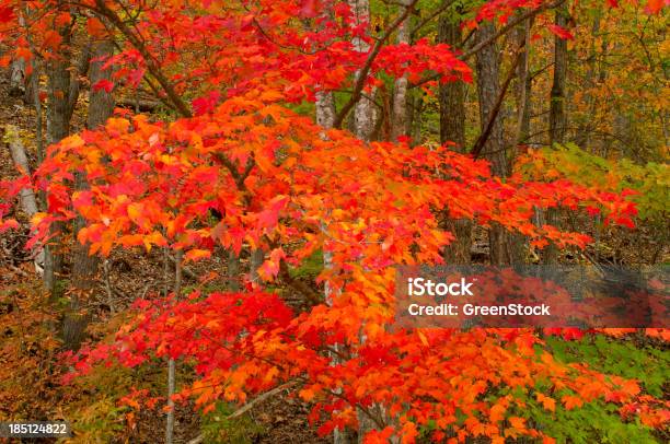 Photo libre de droit de Feuilles Dautomne Dans Les Great Smoky Mountains National Park banque d'images et plus d'images libres de droit de Appalaches