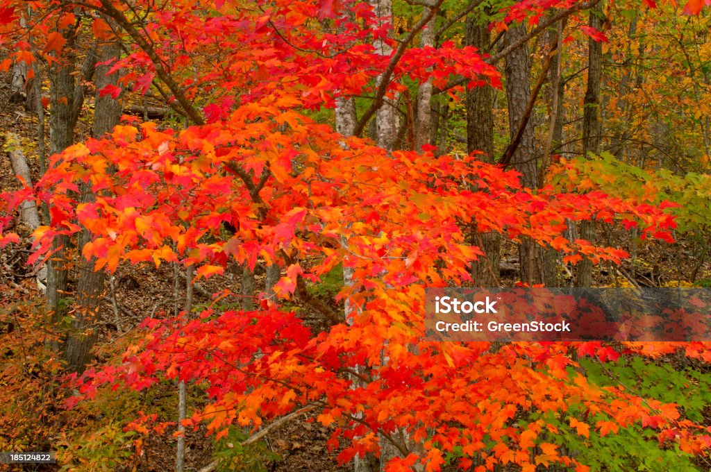 Осень листья в Национальный парк Грейт Смоки Маунтинс - Стоковые фото International Biosphere Reserves роялти-фри
