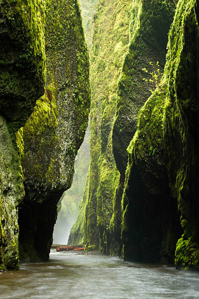 Oneonta Gorge – zdjęcie