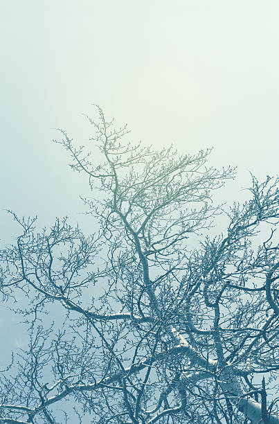sonhadora ramos in the sky (expressão inglesa - fractal clear sky tree sky imagens e fotografias de stock