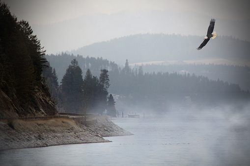 Eagle flying over Lake Cour d' Alene in Northern Idaho.