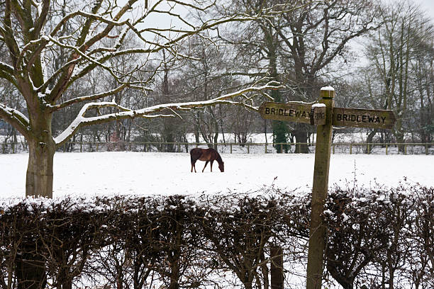 bridleway poste indicador y caballo en un campo wintery - bridle path fotografías e imágenes de stock