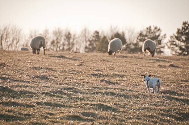 istock Dog with flock of sheep 185125114