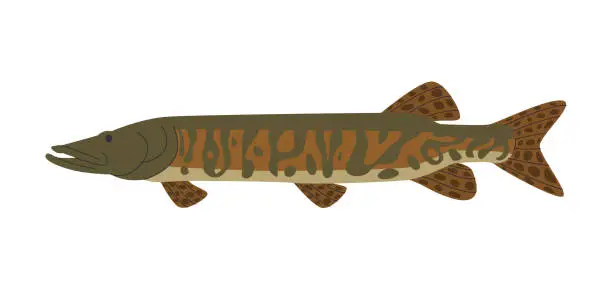 Vector illustration of muskellunge long fish wild nature freshwater aquaculture predator animal with spotted skin