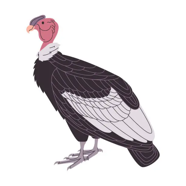 Vector illustration of andean condor scavenger vulture wild nature animal large bird species with wingspan