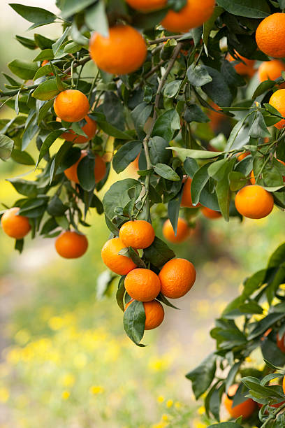 orange tree. - orange blossom orange tree flower stock-fotos und bilder