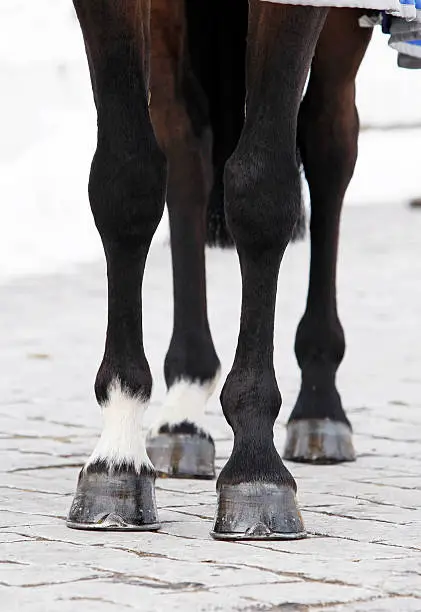 Close up shot of a bay horse's legs. Canon Eos 1D MarkIII.