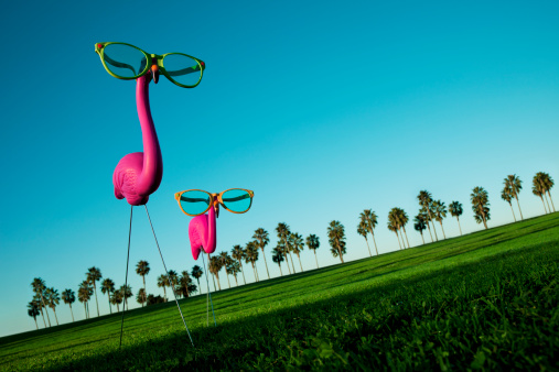 Plastic Pink Flamingos on a Green Lawn