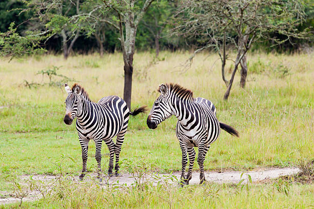 Zebra in Lake Mburo National Park, Uganda, Africa - wag the tail - rainy day