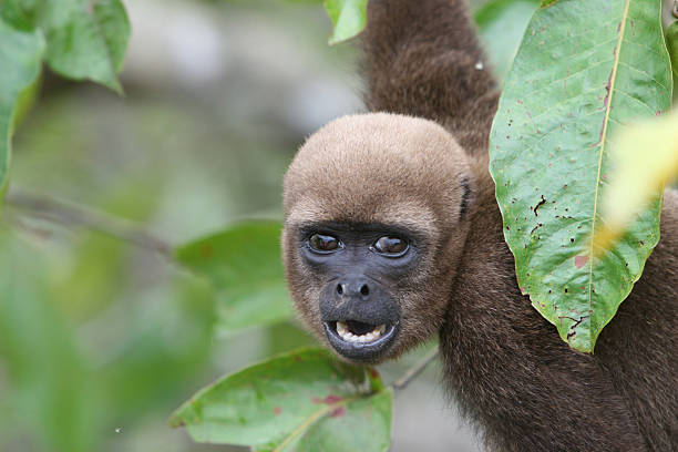 Eriophyllum macaco na Amazônia - foto de acervo