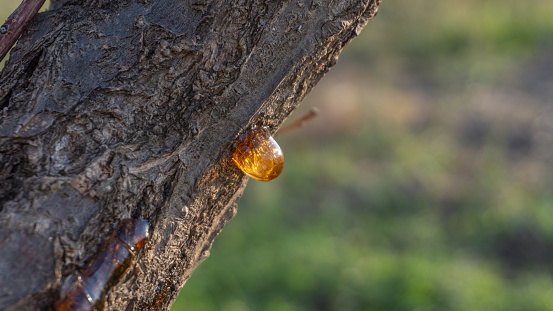 A drop of golden resin on an old tree