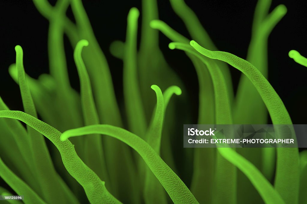 Verde fluorescente Tentacles - Foto de stock de Agua libre de derechos