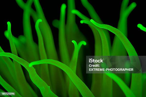 Verde Fluorescente Tentacles Foto de stock y más banco de imágenes de Agua - Agua, Aire libre, Animal