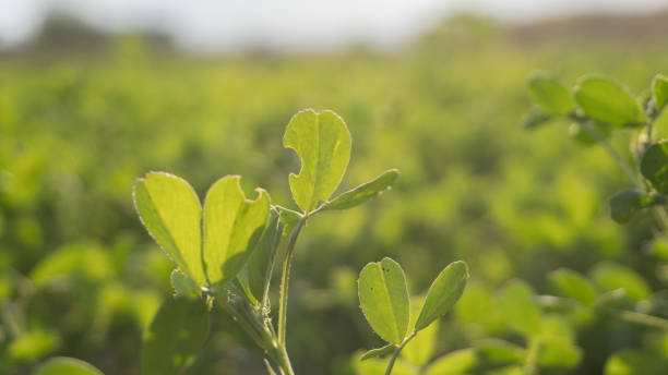 зеленый клевер сажают в конце лета и в чистом ландшафте - clover field blue crop стоковые фото и изображения