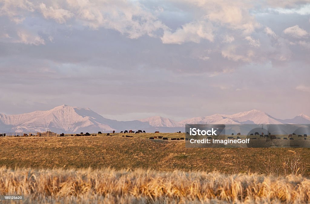 Cattle Ranching "Cattle on a beautiful ranch. Horizontal colour image. Alberta, Canada. Rural scenic. Fall." Agriculture Stock Photo