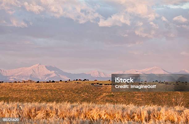 Cattle Ranching Stock Photo - Download Image Now - Agriculture, Alberta, Animal