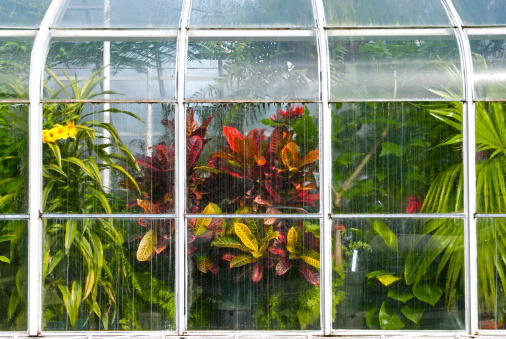 Plants and flowers causing moisture on glass of 100 year old conservatory