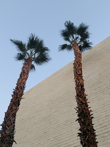 A photograph of palm trees in Palm Desert California, a city just outside of Palm Springs. No people or animals in this picture. Clear blue sky and white brick wall.