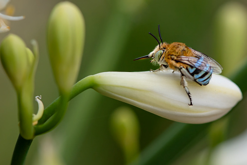 Australian native blue-banded bee resting on an Agapanthus bud