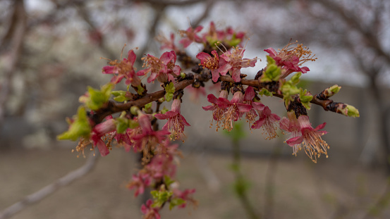 Natural background with peach flower. Peach blossom in spring time in garden. Peach branch with pink flowers.