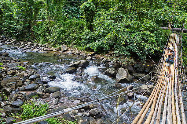 Bamboo Bridge, St Vincent Photographer on the bamboo bridge that crosses the Richmond River and leads to the Dark View Falls. The swinging (but safe) natural bridge is made of long bamboo poles. This beautiful natural site is located in the north west of St. Vincent. bamboo bridge stock pictures, royalty-free photos & images