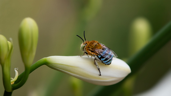 A bee on a orange flower collecting pollen and nectar for the hive