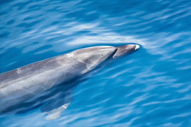 istock Dolphin Watching in Kauai Hawaii 185126120
