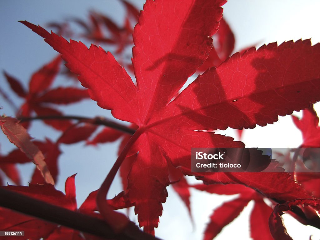 Érable rouge feuilles - Photo de Arbre libre de droits