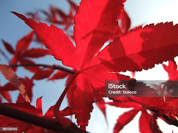 Photo libre de droit de Érable Rouge Feuilles banque d'images et plus d'images libres de droit de Arbre - Arbre, Bleu, Ciel