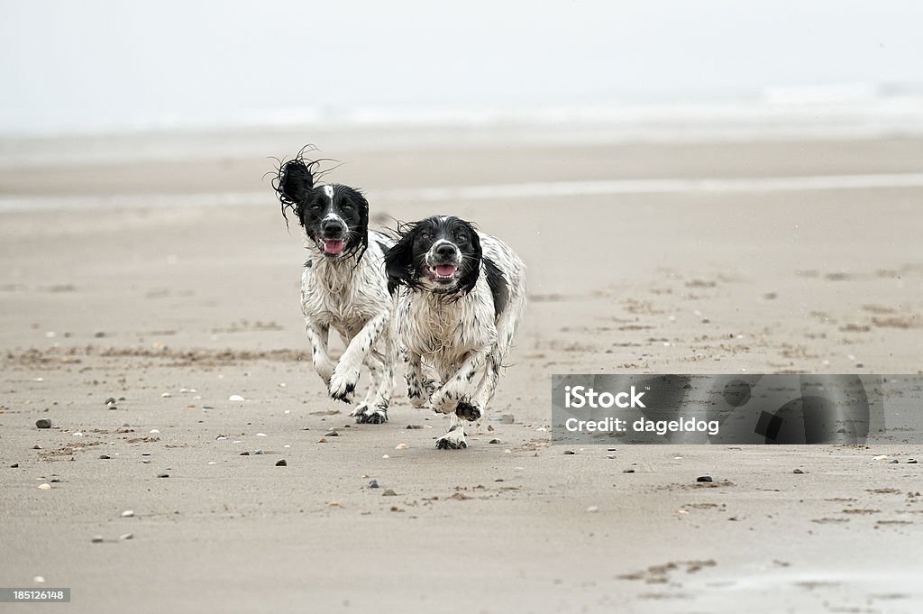 mad as a march hare! two young spaniels running on the beach Beach Stock Photo