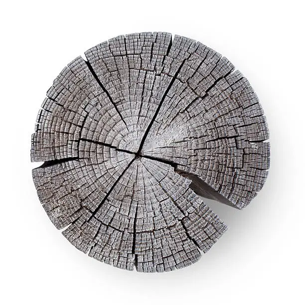 Photo of Wooden cross section