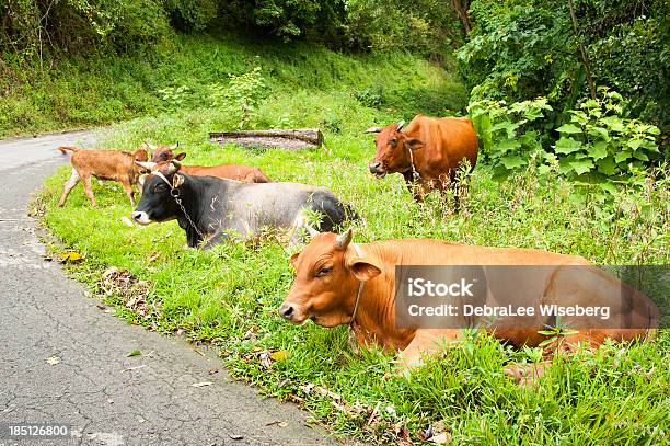 방목하다 불스의 놓아 기른에 대한 스톡 사진 및 기타 이미지 - 놓아 기른, 황소, 가축