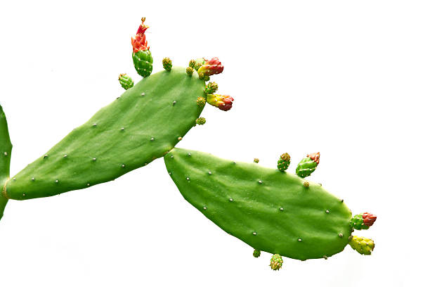 Cactus Cactus isolated on white background prickly pear cactus stock pictures, royalty-free photos & images