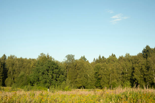 Summer landscape. Green forest and blue sky. Natural landscape. Details of nature.