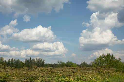 Clouds over forest. Clouds over field. Summer landscape. Natural landscape in wilderness.