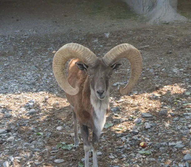 Photo of Horned antelope in the zoo
